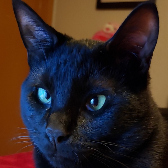 Meet your Posher, Josephine - Picture 1 of 1